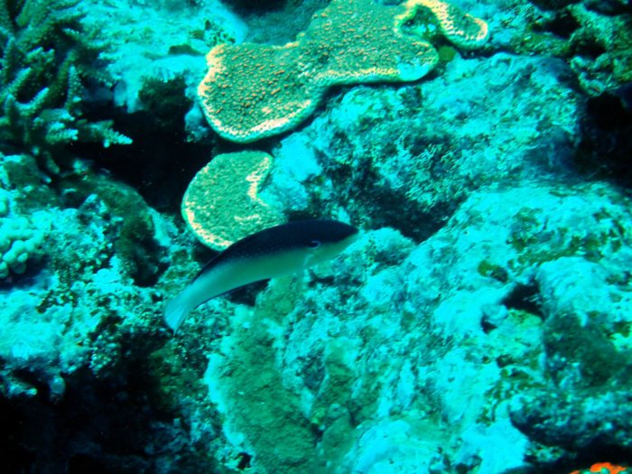 Anampses neoguinaicus
