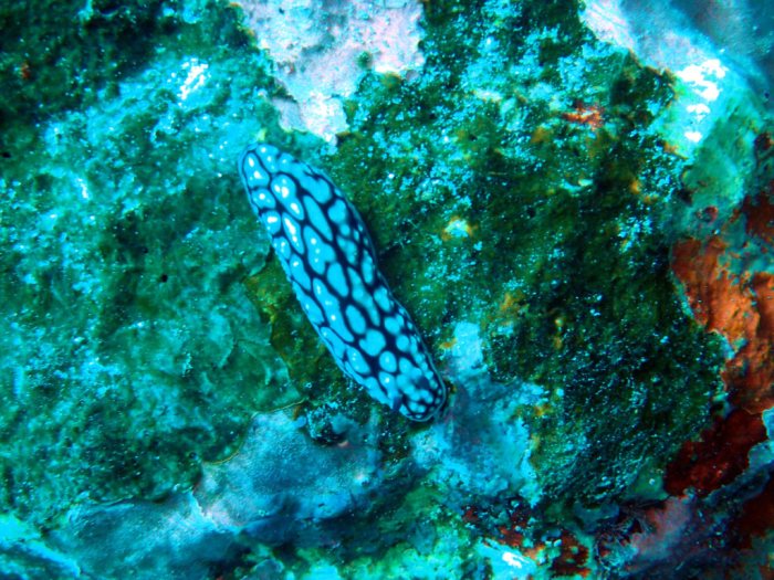 Phyllidiella pustulosa
