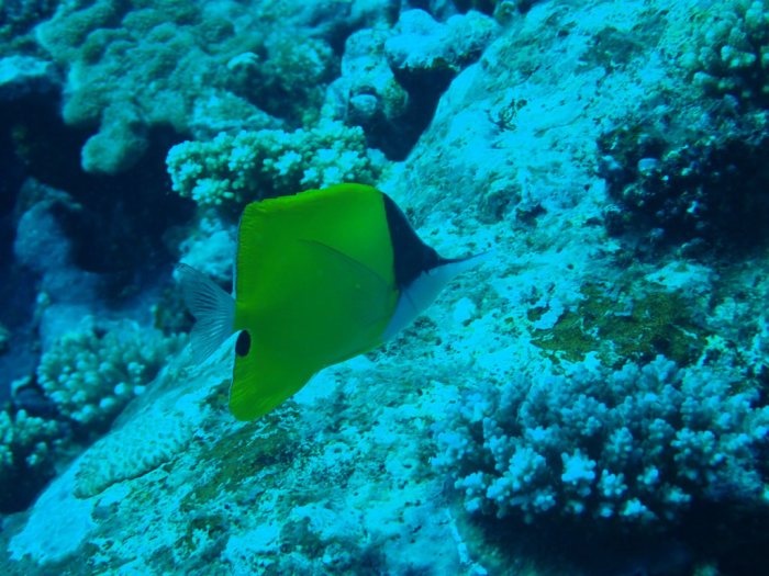 Forcipiger flavissimus