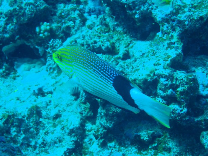 Bodianus loxozonus