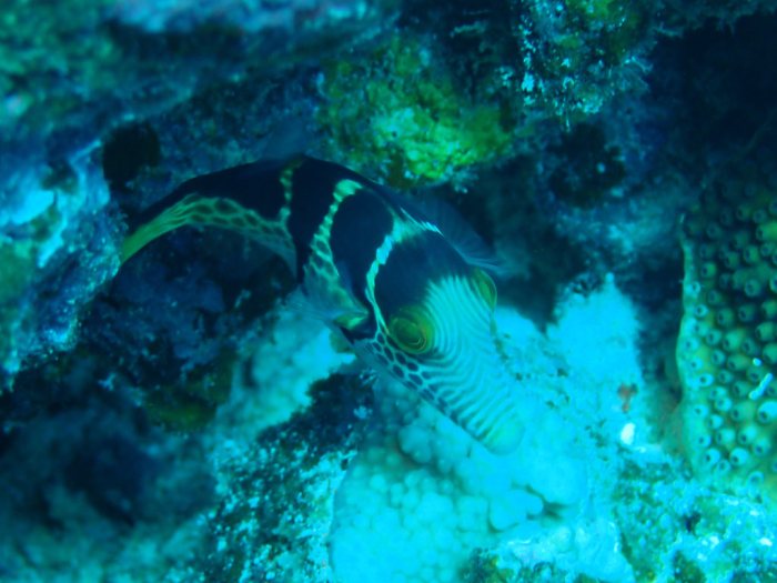 Canthigaster valentini