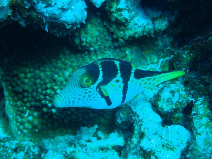 Canthigaster valentini