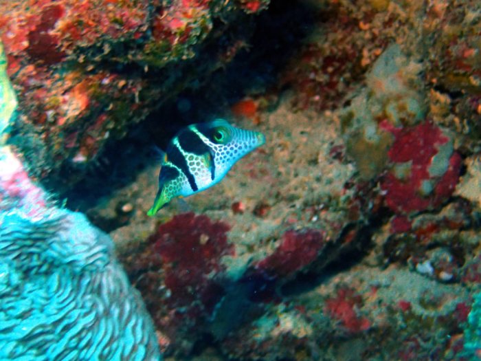 Canthigaster valentini