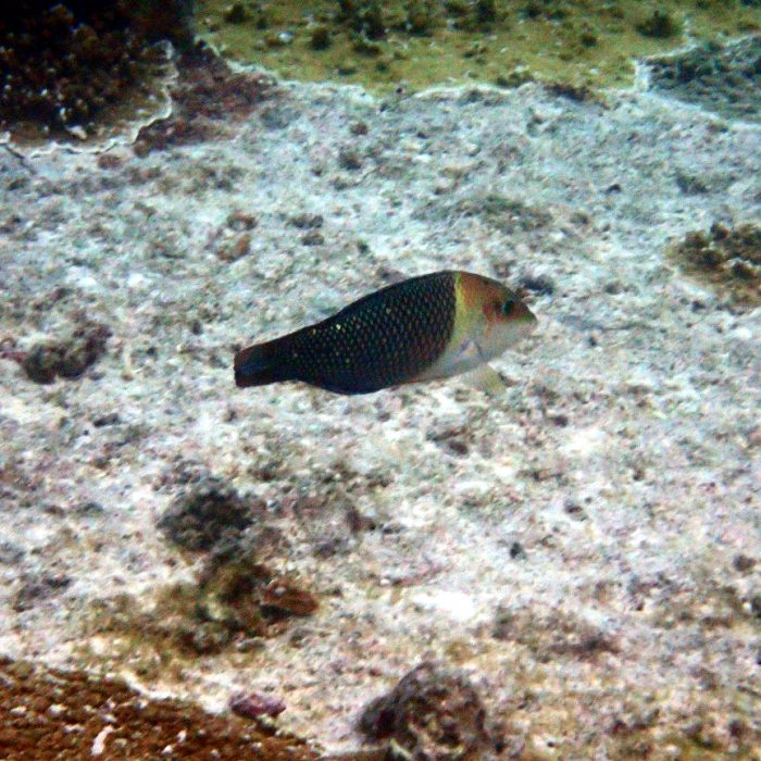 Hemigymnus melapterus