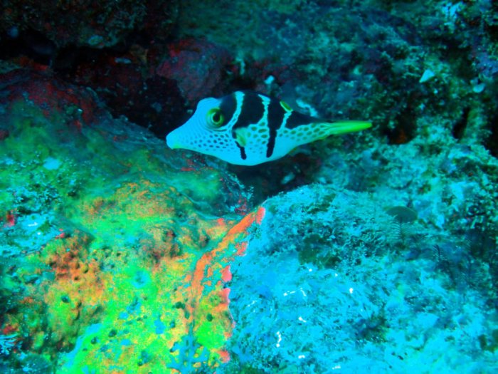 Canthigaster valentini