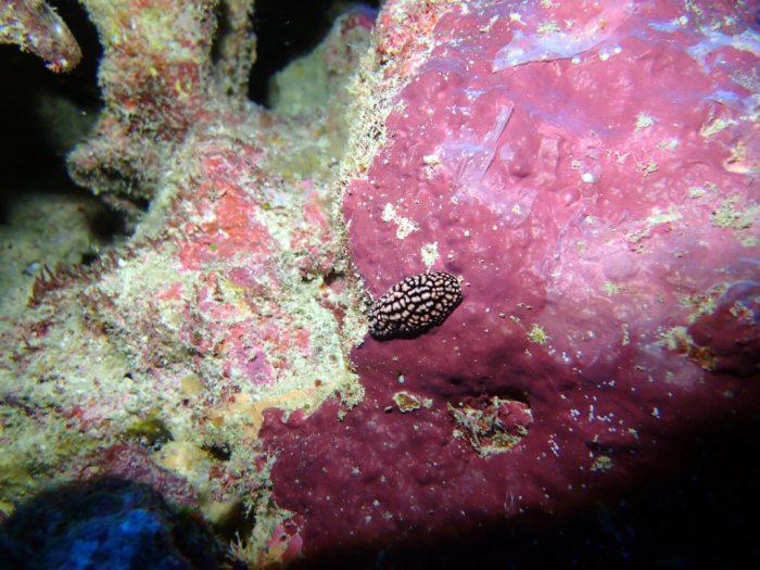 Phyllidiella pustulosa