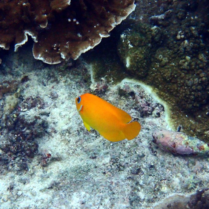 Centropyge flavissima