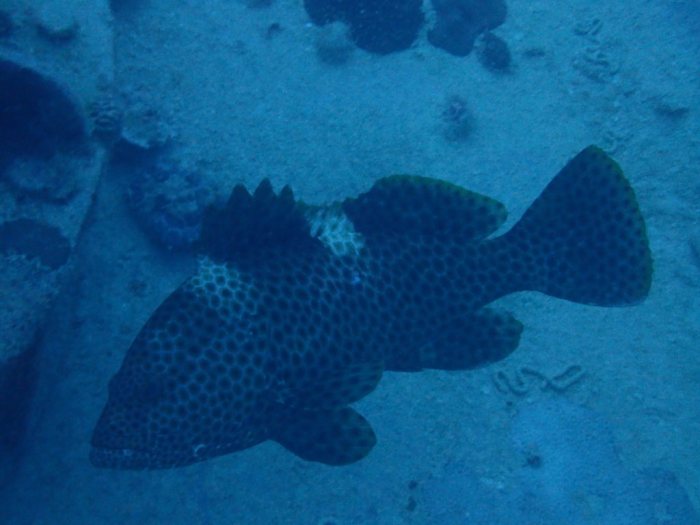 Epinephelus maculatus