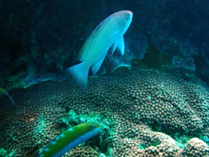 Pseudanthias hypselosoma