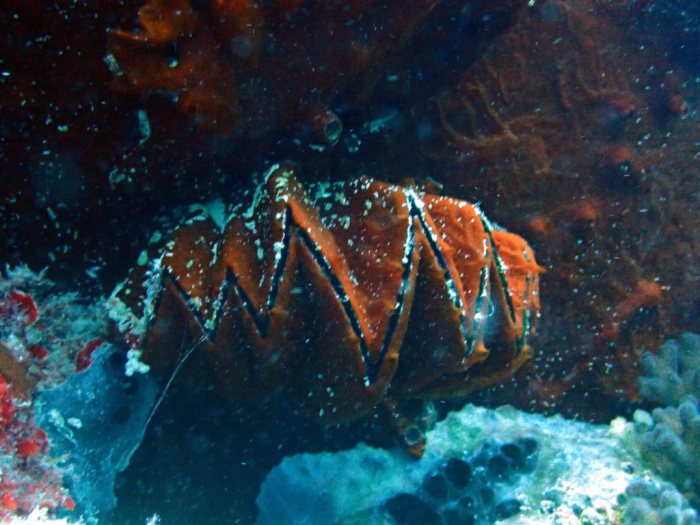 Lopha cristagalli