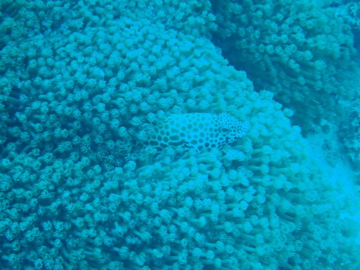 Epinephelus merra