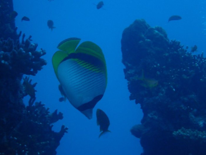 Chaetodon lineolatus