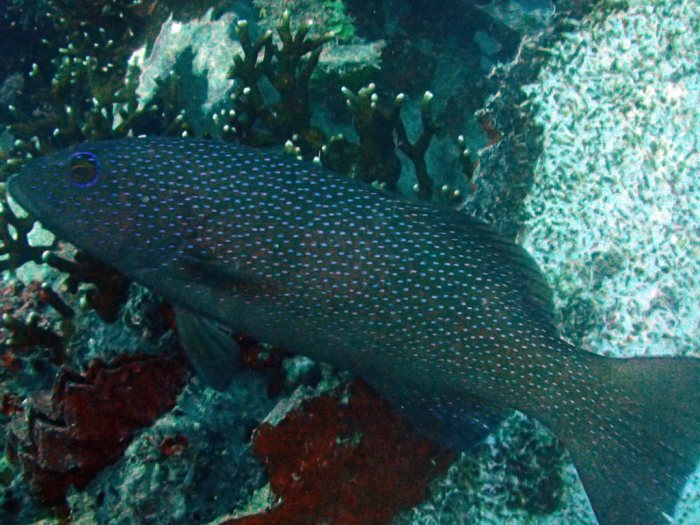 Plectropomus leopardus