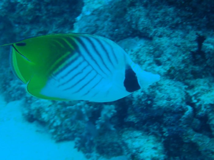 Chaetodon auriga