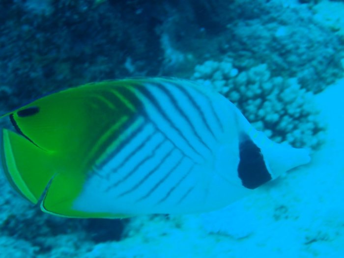 Chaetodon auriga