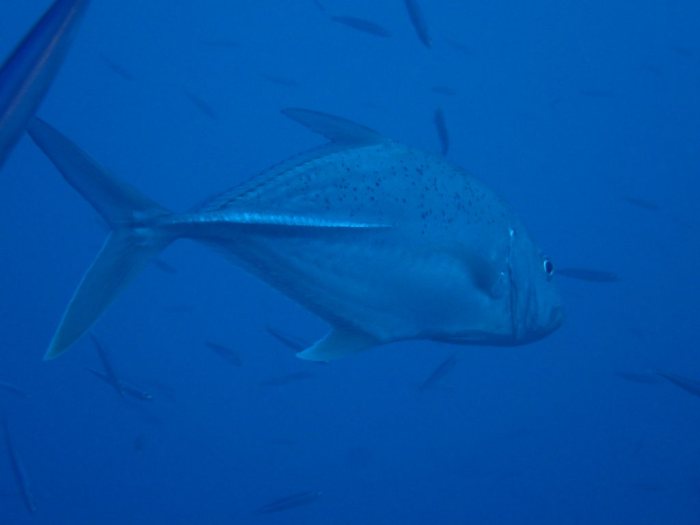 Caranx melampygus