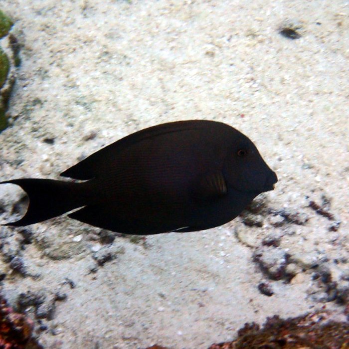 Poisson-chirurgien