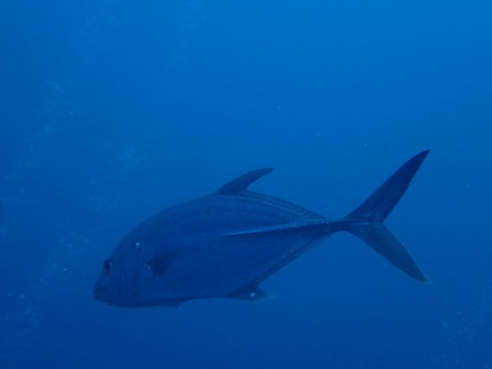 Caranx melampygus