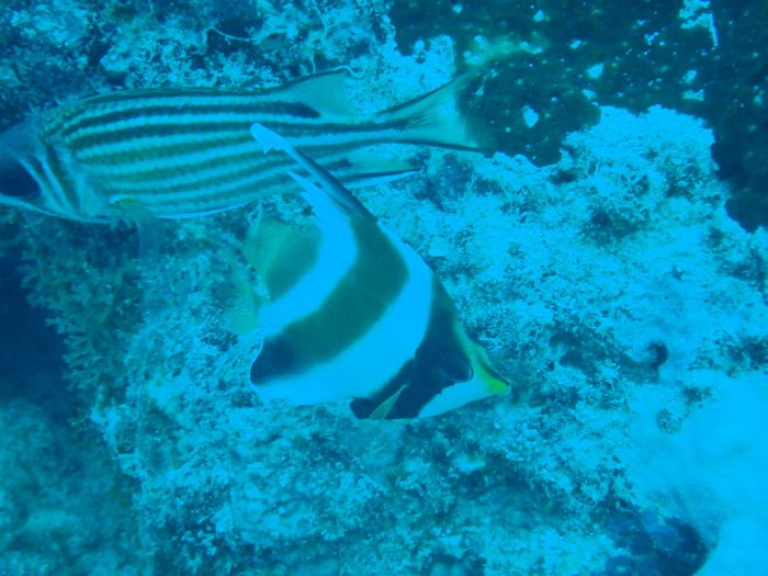 Heniochus chrysostomus