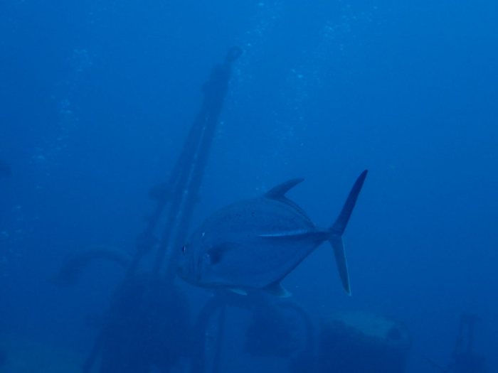 Caranx melampygus