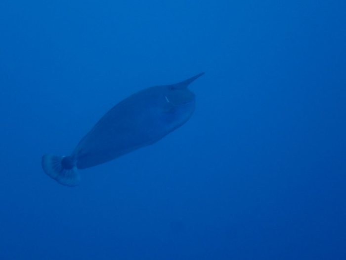 Naso brevirostris