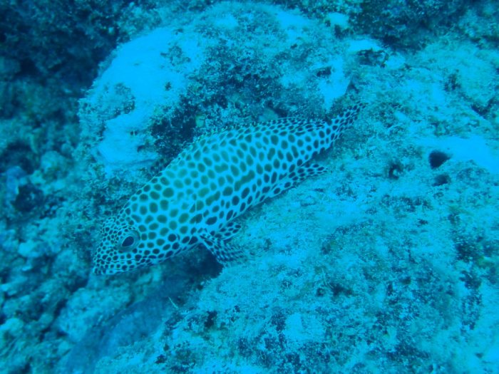 Epinephelus merra