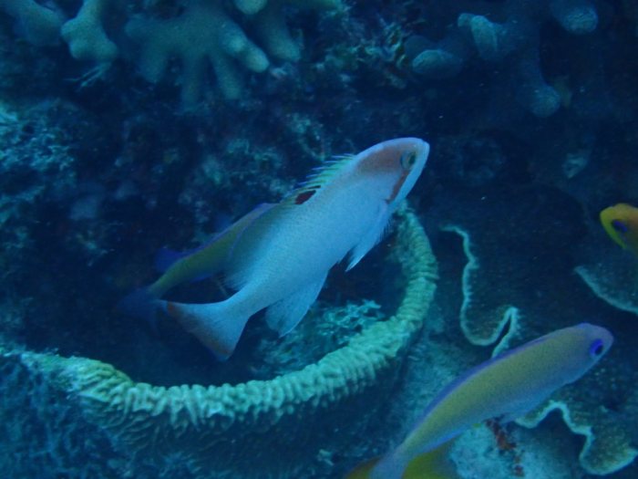 Pseudanthias hypselosoma