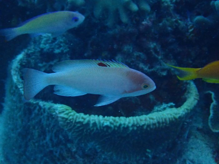 Pseudanthias hypselosoma