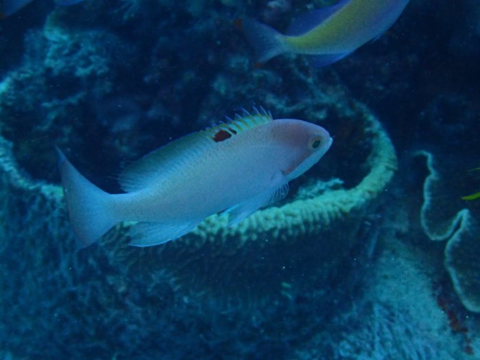 Pseudanthias hypselosoma