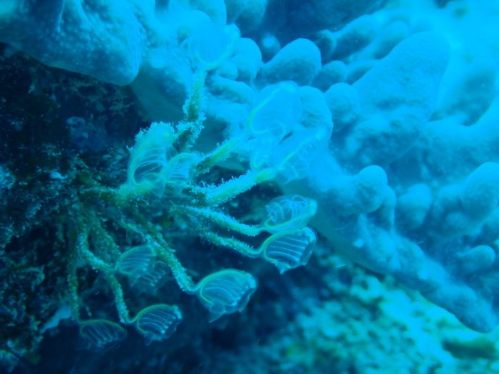 Clavelina detorta