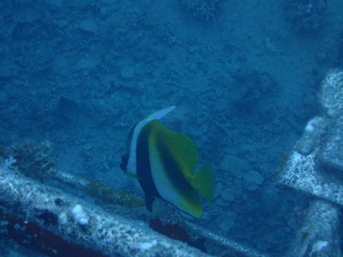 Heniochus monoceros