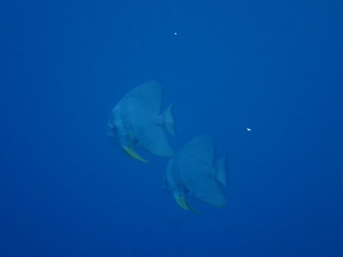 Platax teira