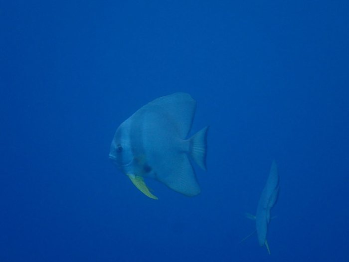 Platax teira