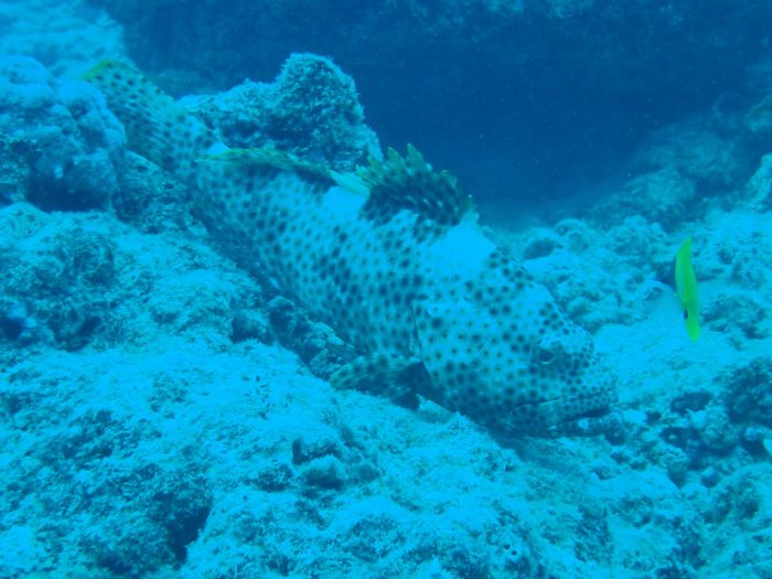 Epinephelus maculatus