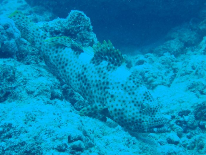 Epinephelus maculatus