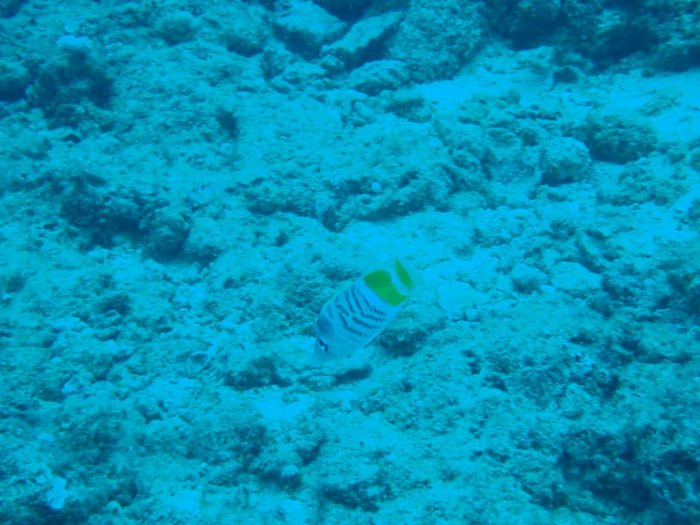 Chaetodon mertensii