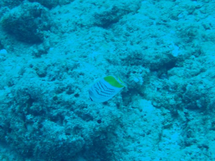 Chaetodon mertensii