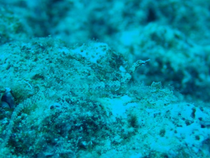 Corythoichthys haematopterus