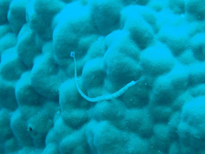Corythoichthys haematopterus