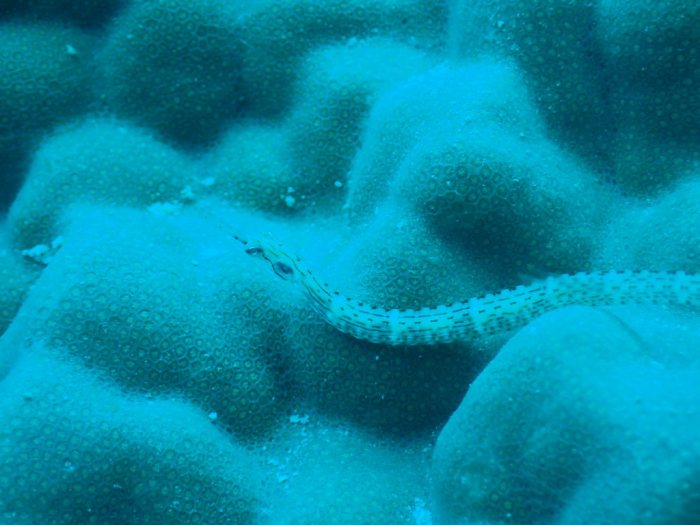 Corythoichthys haematopterus