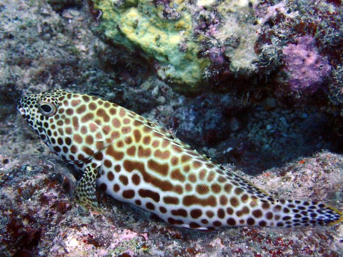 Epinephelus merra