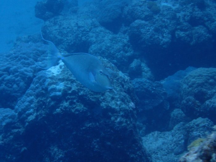 Naso unicornis