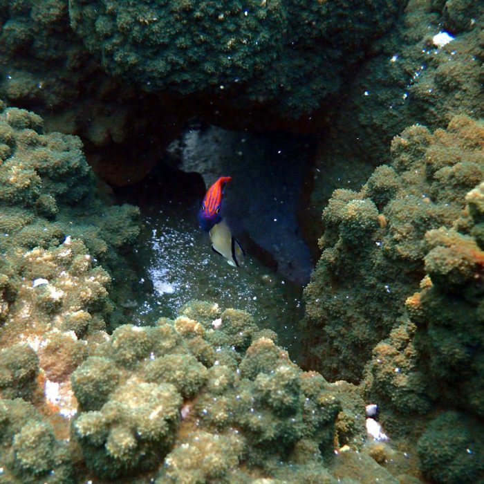 Pomacentrus bankanensis