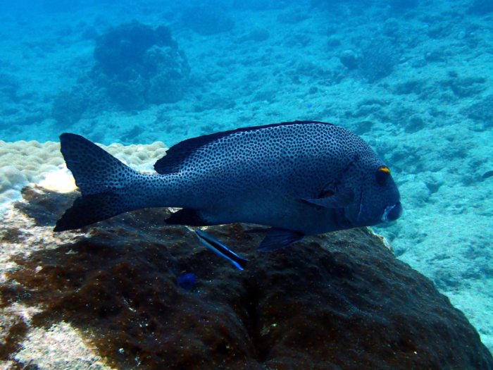 Plectorhinchus chaetodonides