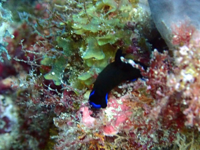 Tambja morosa