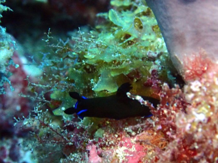 Tambja morosa
