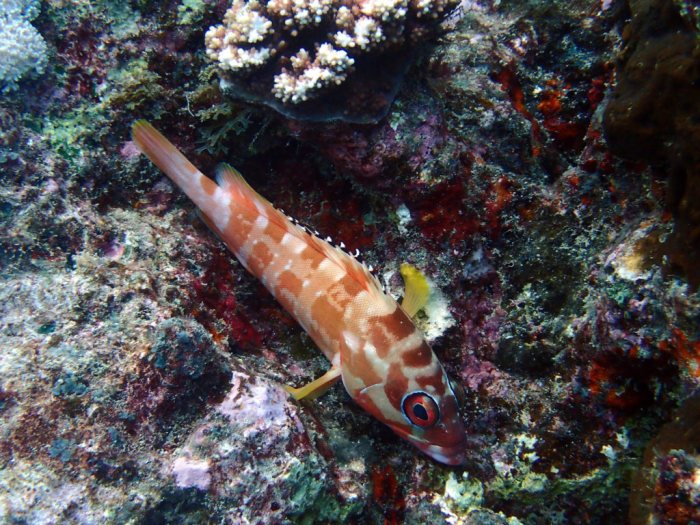 Epinephelus fasciatus
