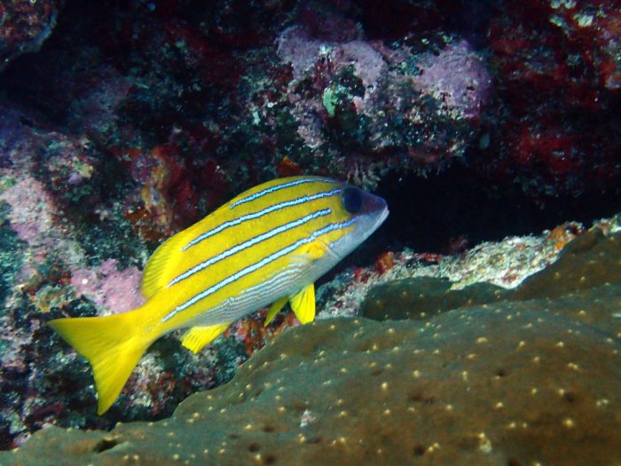Lutjanus kasmira