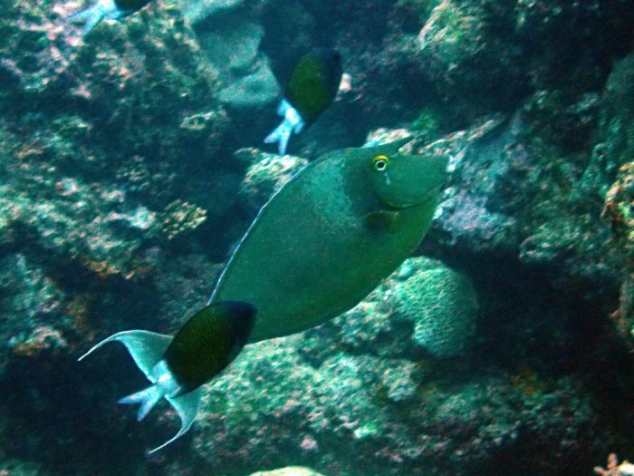 Naso unicornis