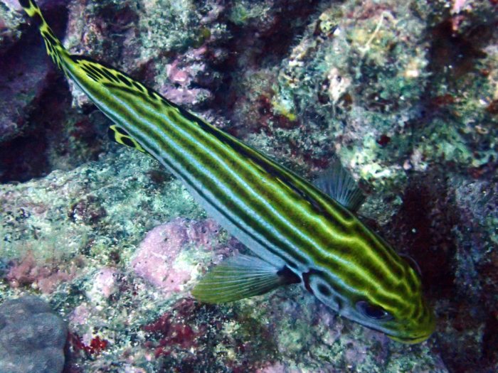 Plectorhinchus lessonii